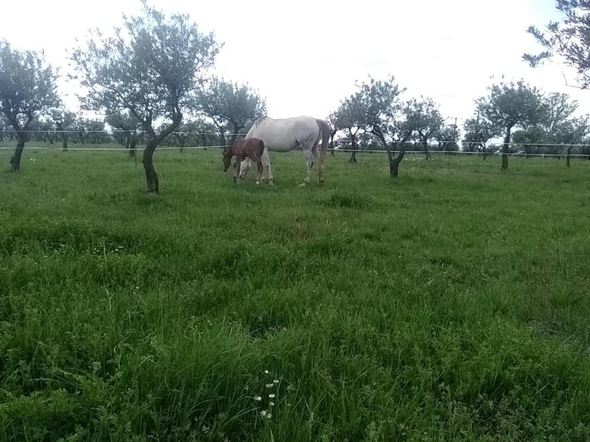 Studio Independant Dans Ferme Equestre Оп Экстерьер фото